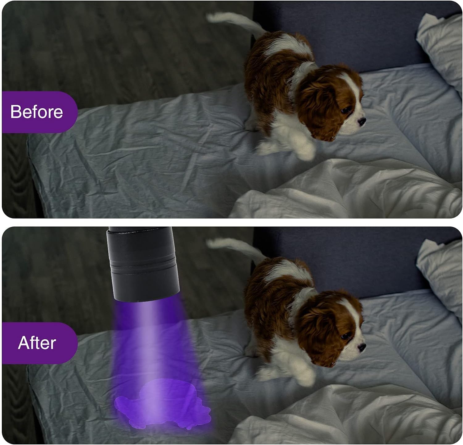 4Pack UV Flashlight for Pets Travelers Compact Waterproof